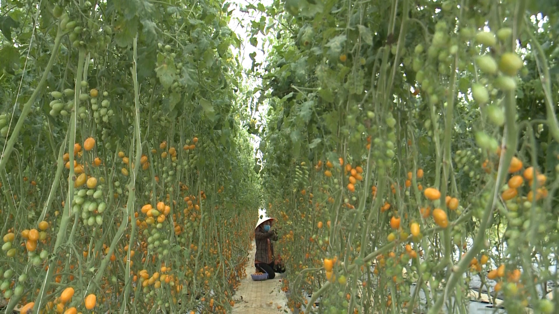 Nông nghiệp công nghệ cao tại Măng Đen phát triển mạnh mẽ. Ảnh: Đăng Lâm.