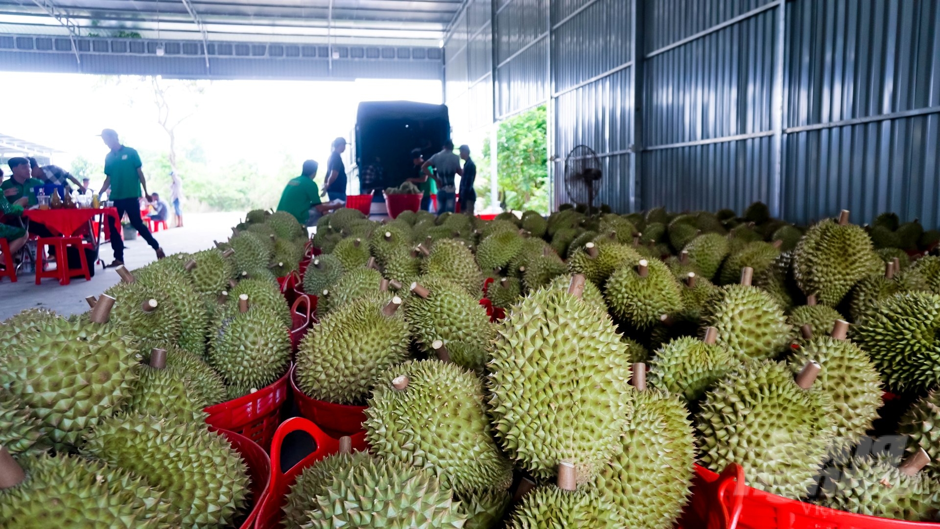 The first batch of durians from Bau Don Fruit Cooperative was purchased by traders and prepared to be exported to China. Photo: Le Binh.