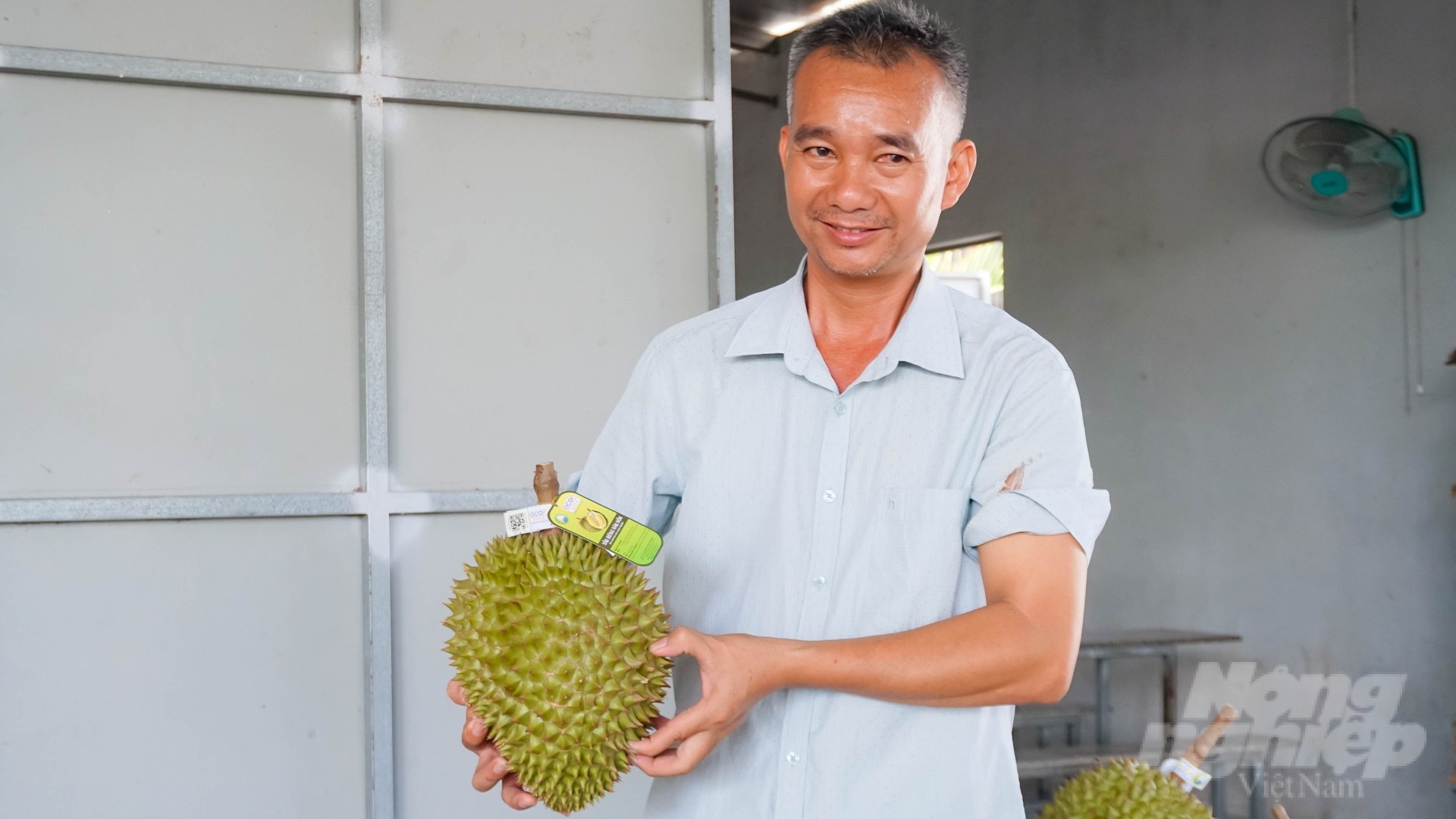 The director of Bau Don Fruit Cooperative said that this year durian in Bau Don commune was good, the price was good, and the profit was nearly double compared to every year. Photo: Le Binh.