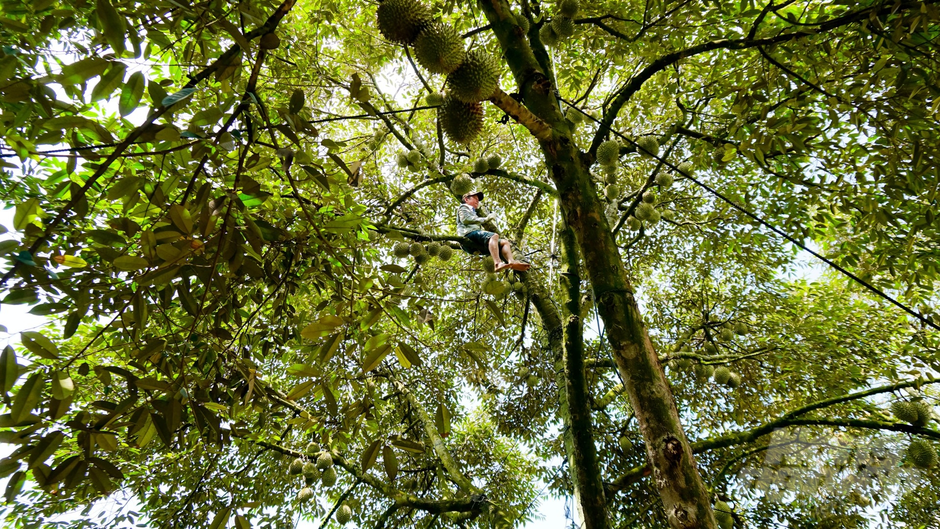 Thanks to the abundant water source from the irrigation system, durian in Bau Don commune is favorable for development, grows well and gradually becomes the main crop of the locality. Photo: Le Binh.