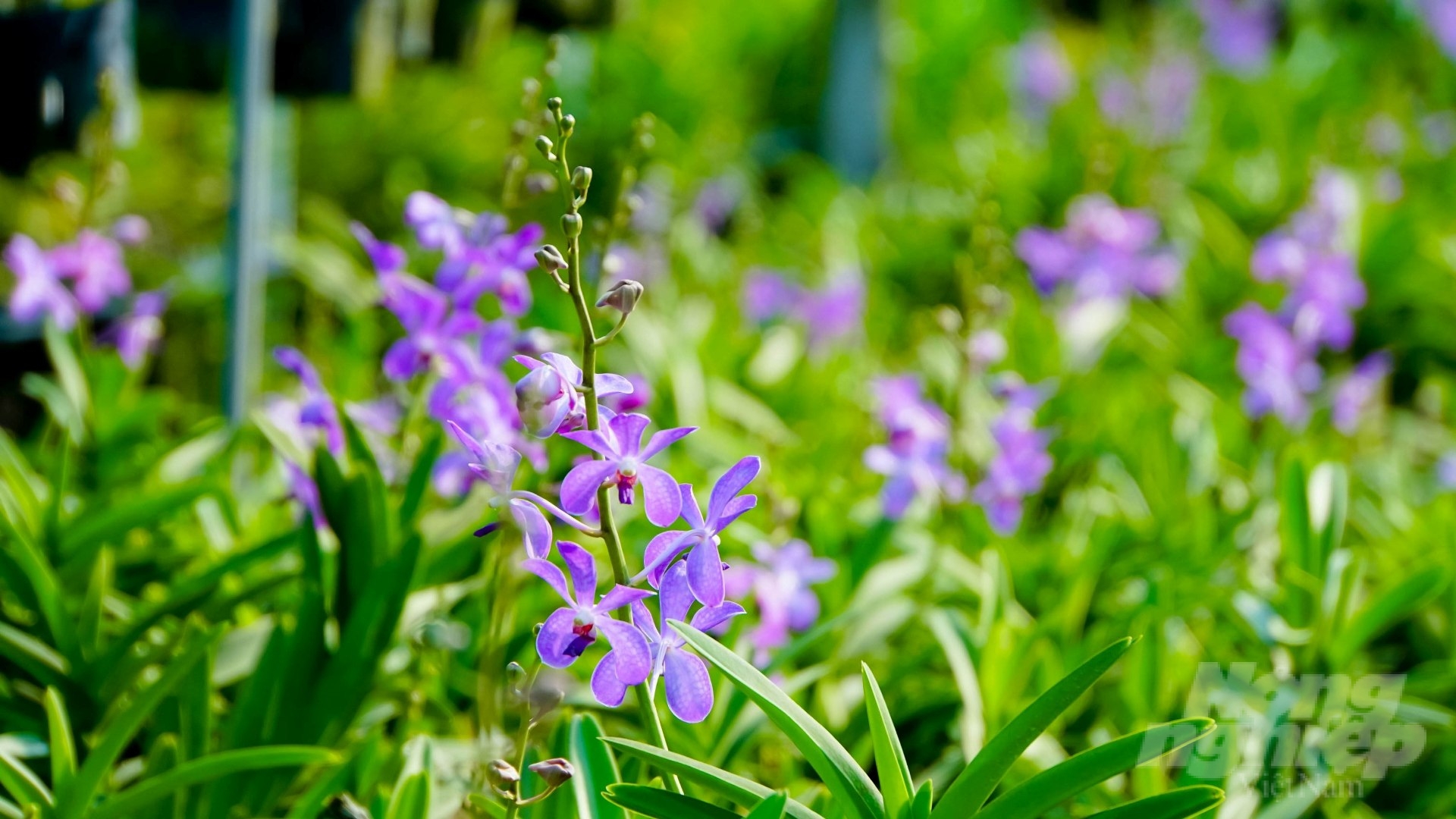 It is estimated that the orchid growing area in Tay Ninh province reaches 187 hectares and will continue to expand. Photo: Le Binh.