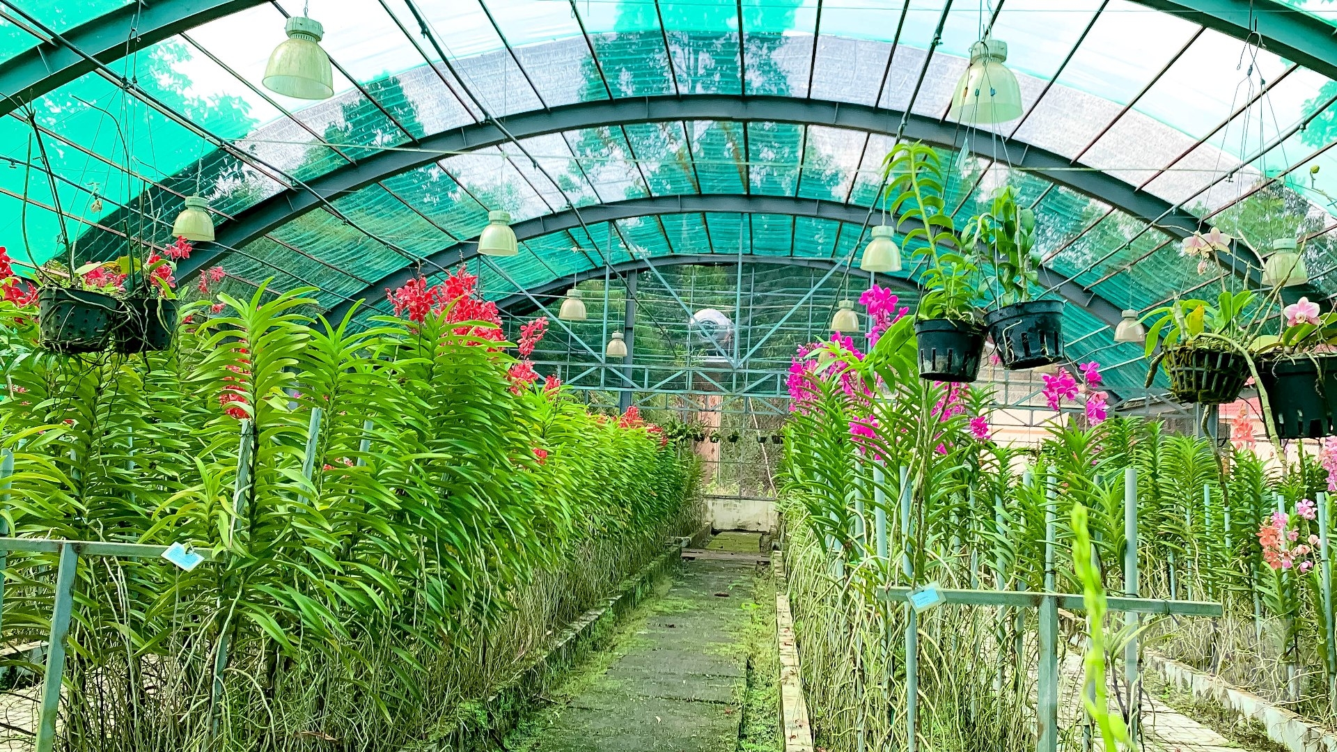 Many orchid growers in Tay Ninh are investing methodically, identifying this as a long-term, sustainable, and high-income crop. Photo: Le Binh.