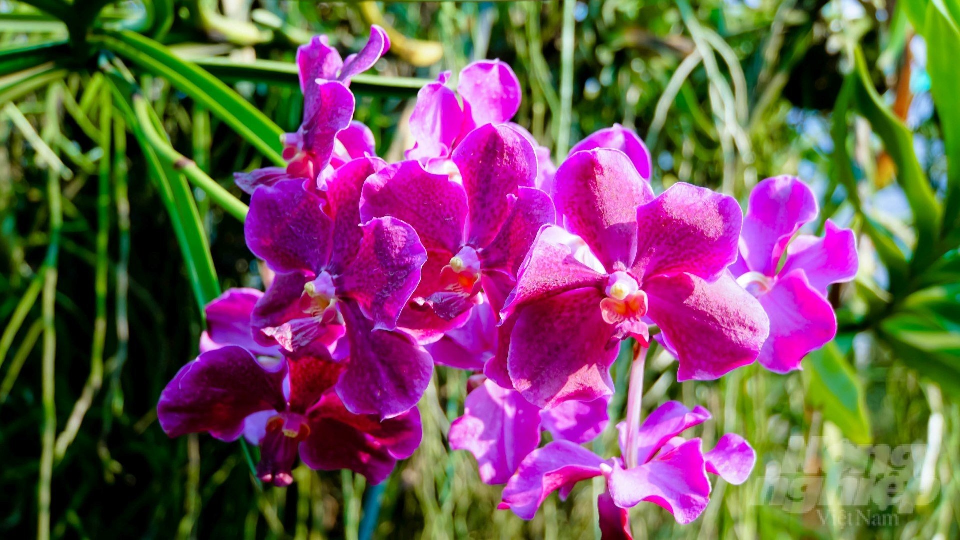 Tay Ninh expects orchids to soon become the main ornamental flower, anticipating the investment trend of businesses from all over the world, in line with the province's urban agriculture orientation. Photo: Le Binh.