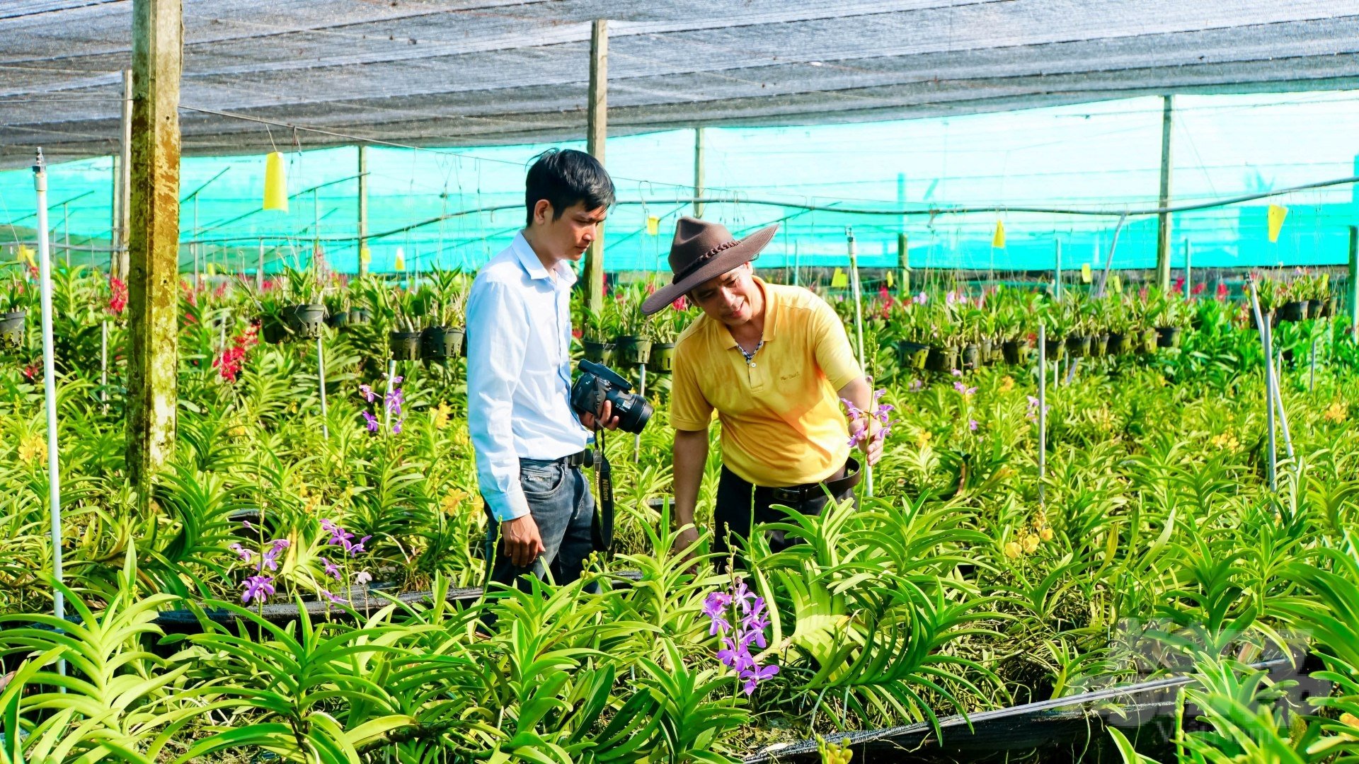 Phóng viên Báo Nông nghiệp Việt Nam được ông chủ vườn hoa lan Hoàng Hòa giới thiệu về các dòng lan và quy trình chăm sóc hoa lan trên mảnh đất đầy nắng, gió Tây Ninh. Ảnh: Lê Bình.