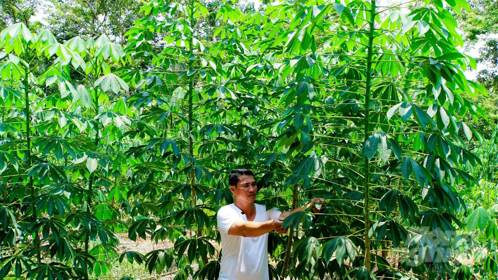 Tây Ninh đặc biệt có ưu điểm về vấn đề thủy lợi. Nhờ đó, cây cối xanh tốt phát triển, cho năng suất cao. Ảnh: Trần Trung.