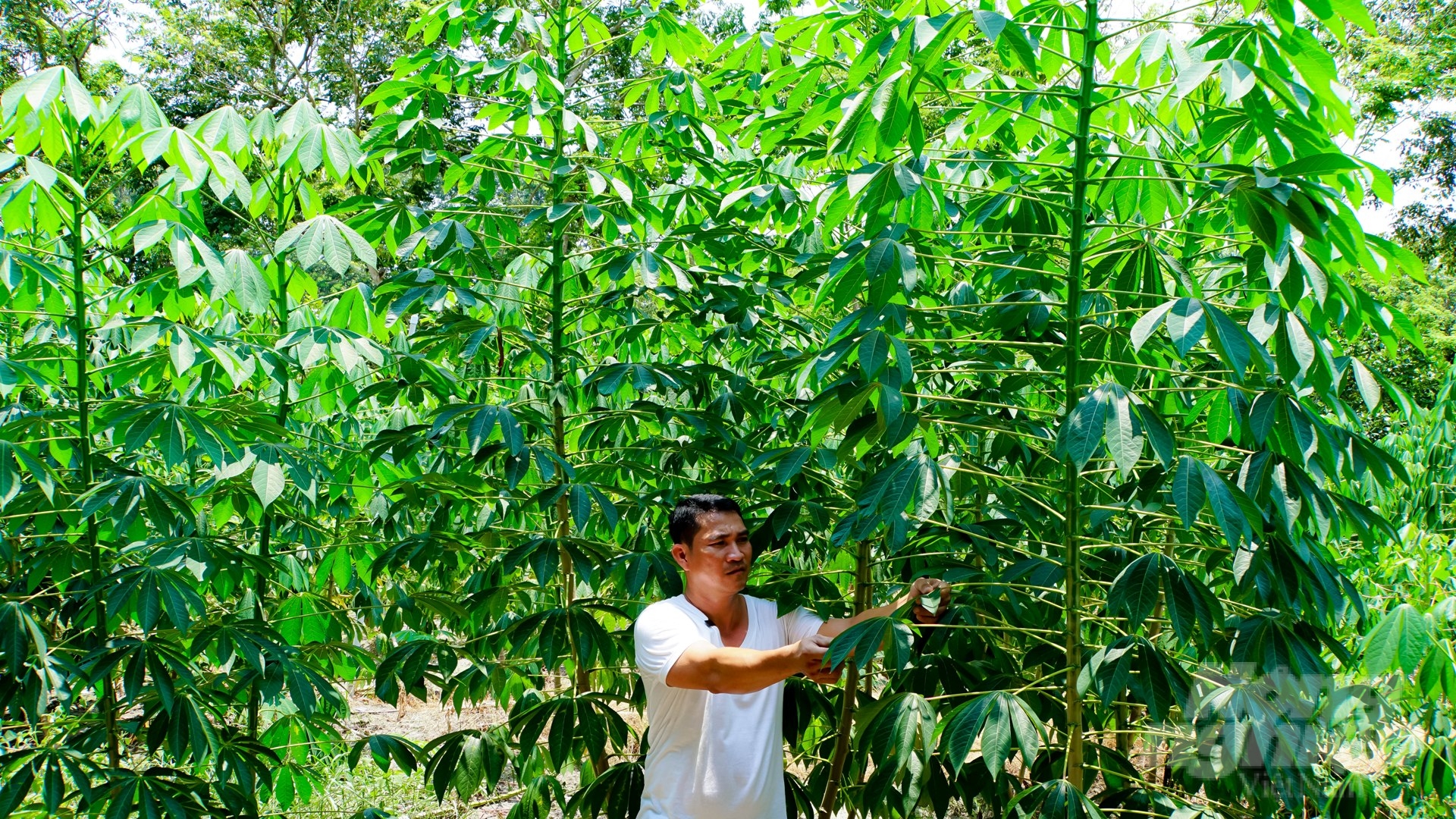 Tay Ninh has special advantages in terms of irrigation. Thanks to that, the plants grow well, giving high yields. Photo: Tran Trung.