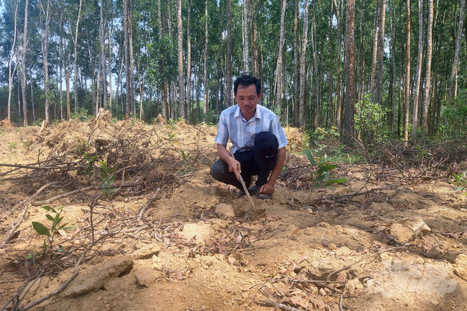 Many households in Cam Thuy commune, Le Thuy district, Quang Binh province have stopped the habit of burning forest vegetation after harvesting. Photo: Vo Dung.