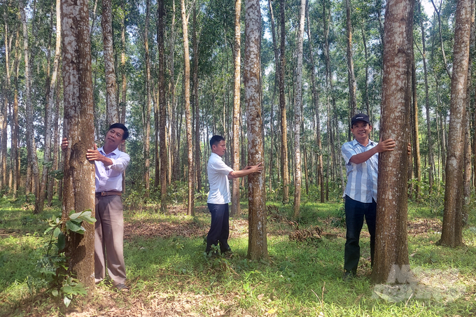 Forests with post-harvest vegetation burning suffer from lower productivity compared to those without. Photo: Thanh Nga.