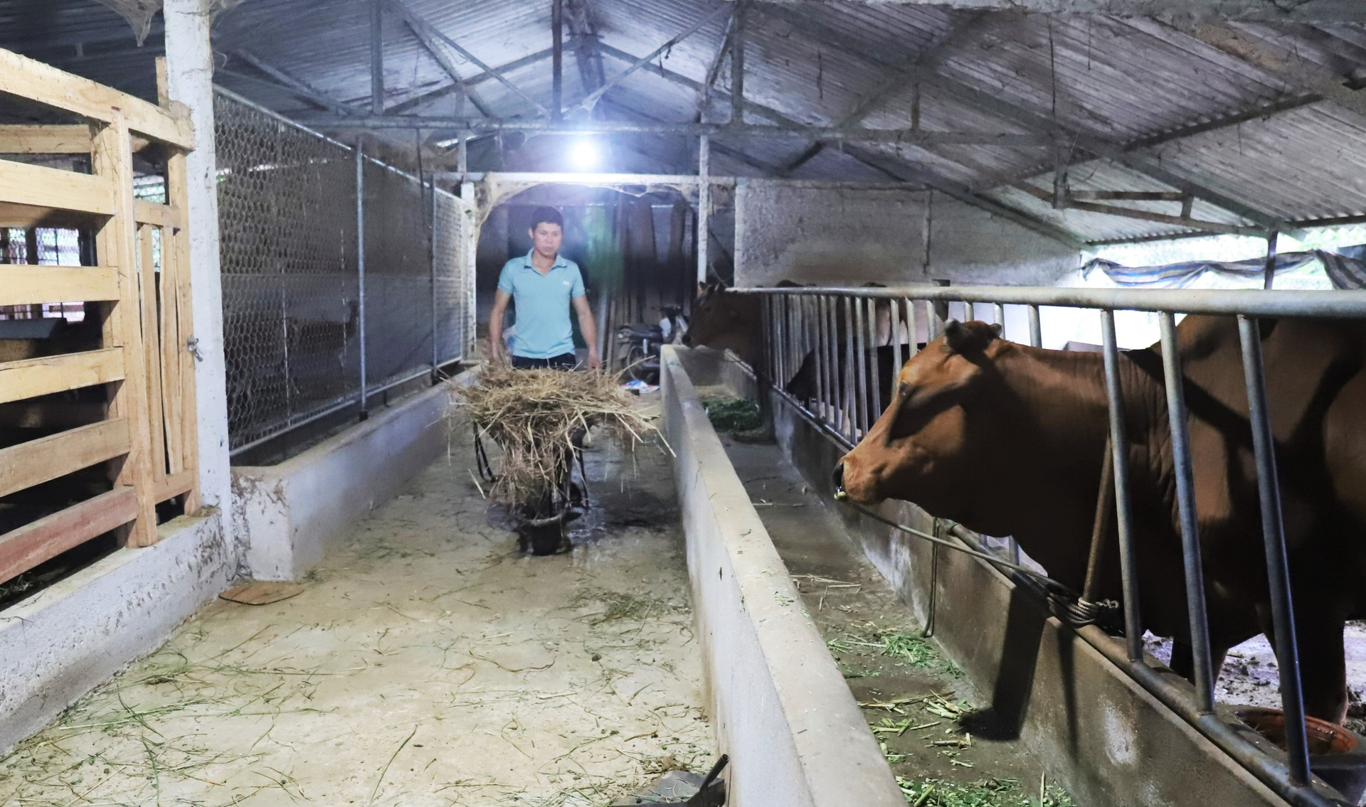In the immediate future, Mr Ngu maintains the current total livestock herd and will expand the scale after he has invested heavily. Photo: Thanh Nga.
