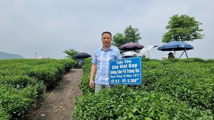 Mr. Bui Trong Dai, Director of the Tien Yen tea and community tourism cooperative. Photo: Toan Nguyen.