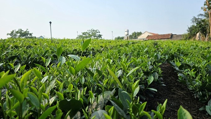 Tan Cuong clean tea. Photo: Hoang Anh.