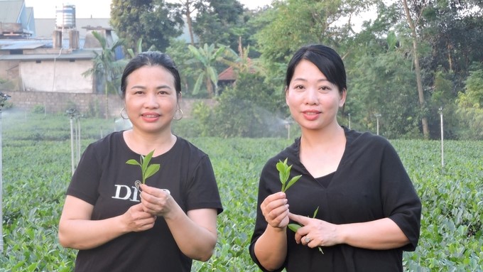 Community tourism in the Tan Cuong tea cultural space. Photo: Van Viet.