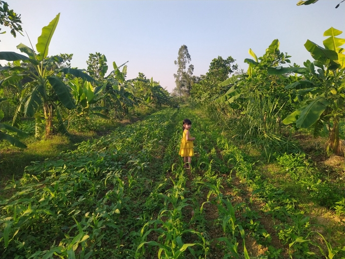 The planting of many types of trees, in addition to providing a variety of income, also reduces the risk of natural disasters. Photo: Le Khanh.