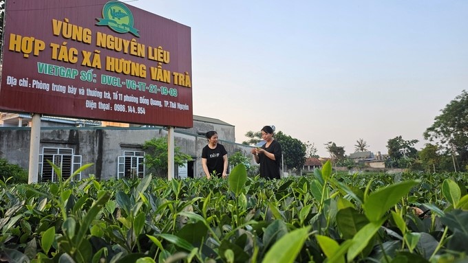 Raw material tea area of Huong Van Tra Cooperative.  Photo:Toan Nguyen.