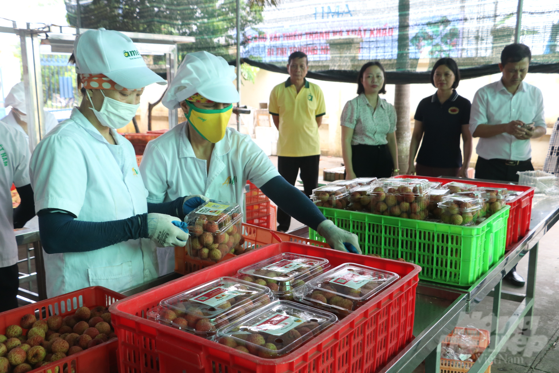 Lượng vải thiều Thanh Hà xuất khẩu ngày càng tăng qua các thị trường truyền thống là Trung Quốc và các thị trường cao cấp như Nhật Bản, Anh, Mỹ, Australia… Ảnh: Hưng Giang.