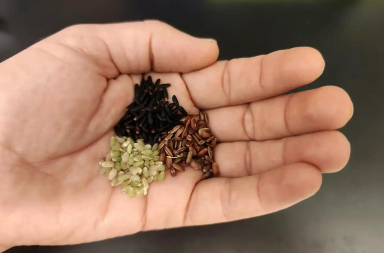 Pigmented rice, such as black, brown, and red rice, is rich in essential microelements, including iron, zinc, copper, manganese, and selenium. Photo Credit: © 2023 KAUST; Khalid Sedeek