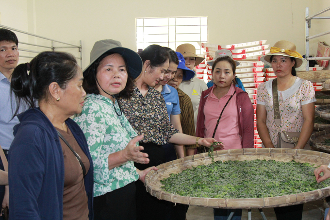 Within the framework of the seminar, the participants visited a number of mulberry growing and silkworm rearing establishments to apply new technical advances to production in Tran Yen district (Yen Bai). Photo: Thanh Tien.