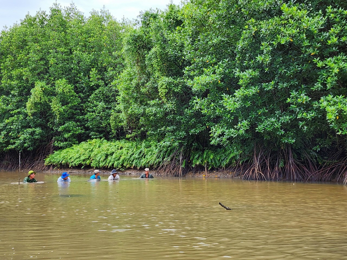 The mangrove forest ecosystem in Ngoc Hien (Ca Mau) is increasingly proliferating and rich, creating very favorable conditions for ecological shrimp farming. Photo: Trong Linh.
