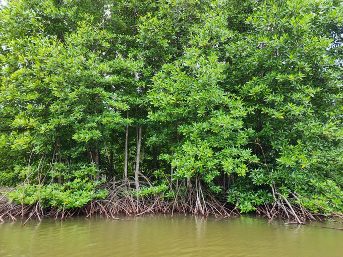 The success of forest shrimp farming has shown that environmental protection can bring sustainable economic value. Photo: Trong Linh.