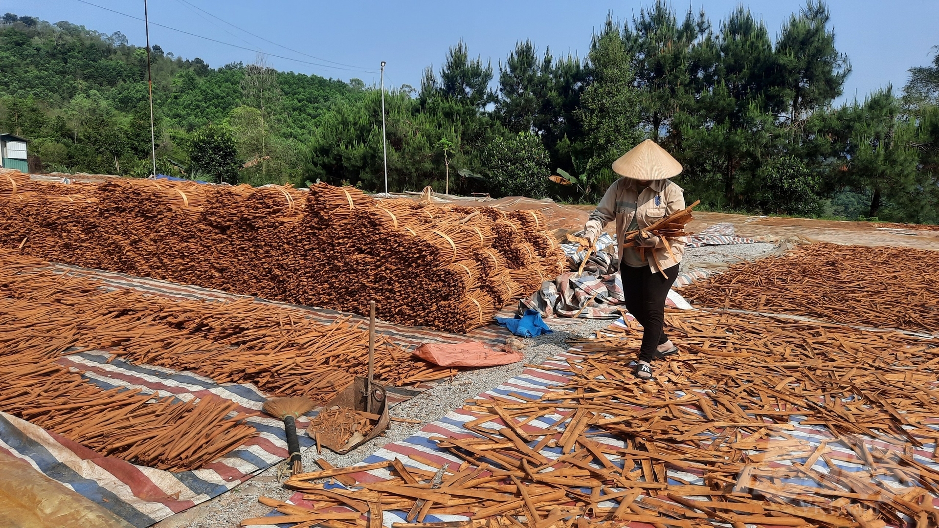 Năm 2022, sản lượng quế khô ở huyện Bình Liêu đạt 420 tấn. Ảnh: Nguyễn Thành.