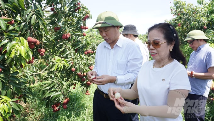 Deputy Minister Phung Duc Tien and delegates tried seedless lychee in the garden. Photo: Quoc Toan.