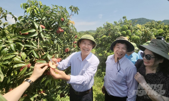 Thứ trưởng Bộ NN-PTNT Phùng Đức Tiến (ngoài cùng bên trái) thăm vườn vải không hạt tại Ngọc Lặc, Thanh Hóa. Ảnh: Quốc Toản.