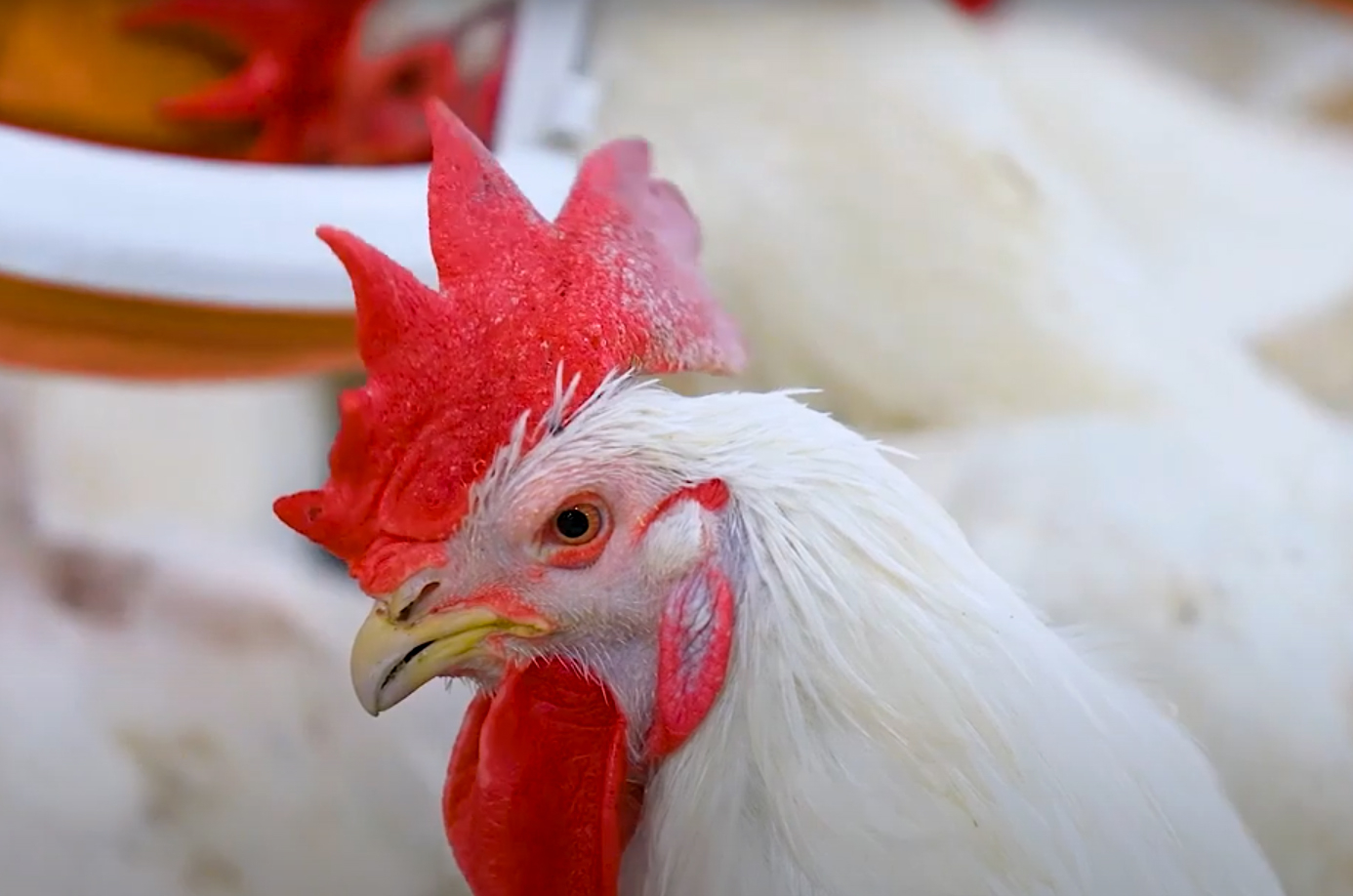 Chicken farming at the CPV Food factory complex, CP Vietnam. This complex has exported chicken to Japan and Hong Kong. Photo: Son Trang.