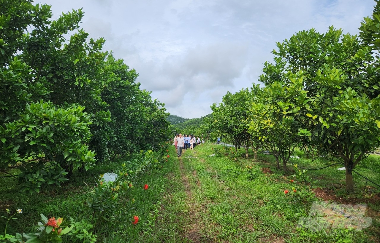 Mô hình trồng cam xen canh bưởi tại xã Cát Tân, huyện Như Xuân, tỉnh Thanh Hóa. Ảnh: Quốc Toản.