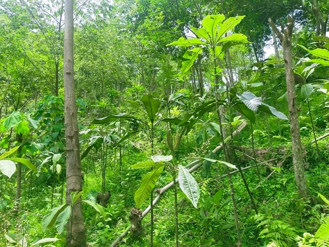 Planting medicinal plants under the forest canopy helps to reduce soil erosion. Photo: Ngoc Tu.