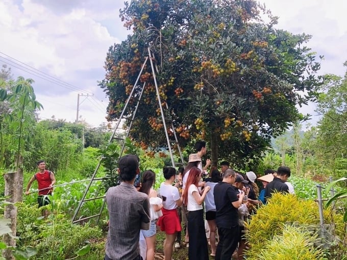 Currently, there are groups of guests looking for gardeners to experience and enjoy delicious fruits at the beginning of the season and prepare to attend the Long Khanh fruit festival. Photo: Tran Trung.