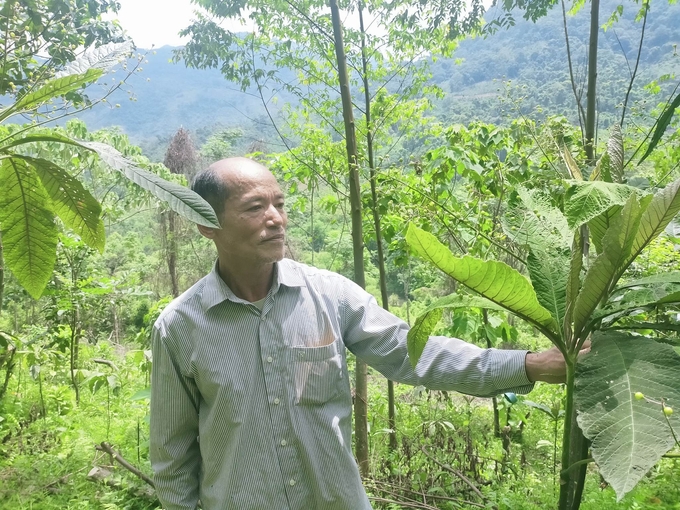 Ông Dương Văn Chấn kiểm tra cây khôi nhung tía đã trồng được 2 năm. Ảnh: Ngọc Tú. 