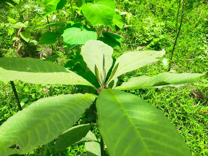 Ardisia silvestris planted under the forest canopy grows well. Photo: Ngoc Tu.