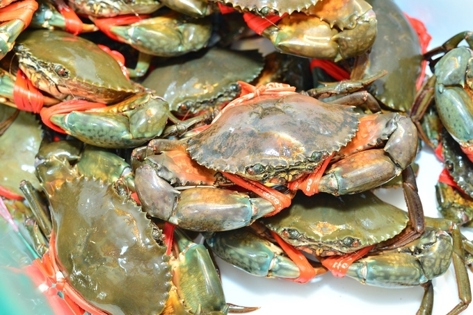 Ca Mau crab brand needs to be further developed to enhance export value. Photo: T.L.
