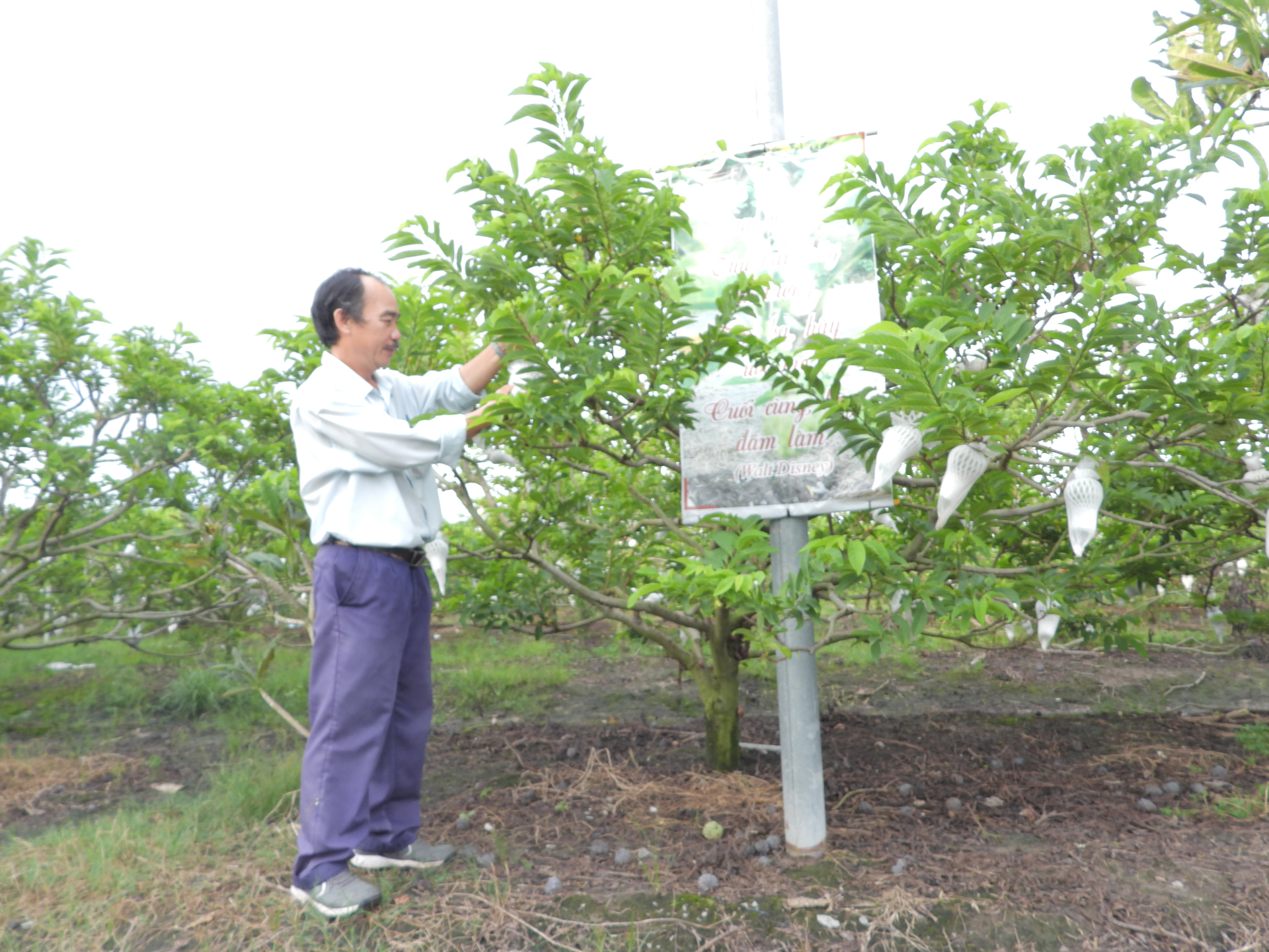 Người trồng mãng cầu dưới chân núi Bà Đen (Tây Ninh) bao trái, hạn chế sâu bệnh tấn công.