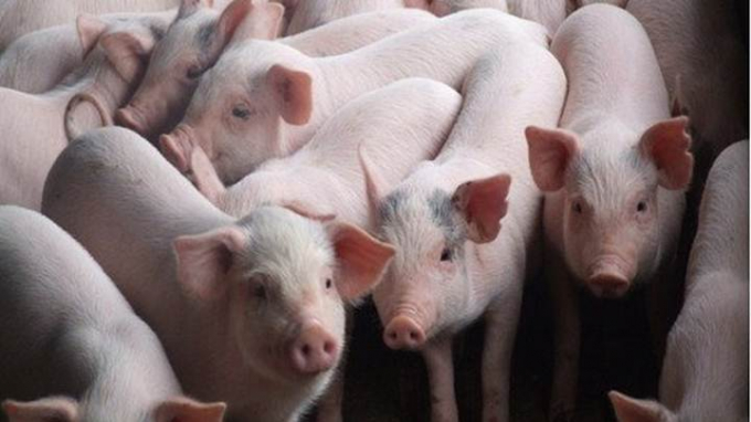 Update on the price of live pork market in 3 regions on 06/11/2023