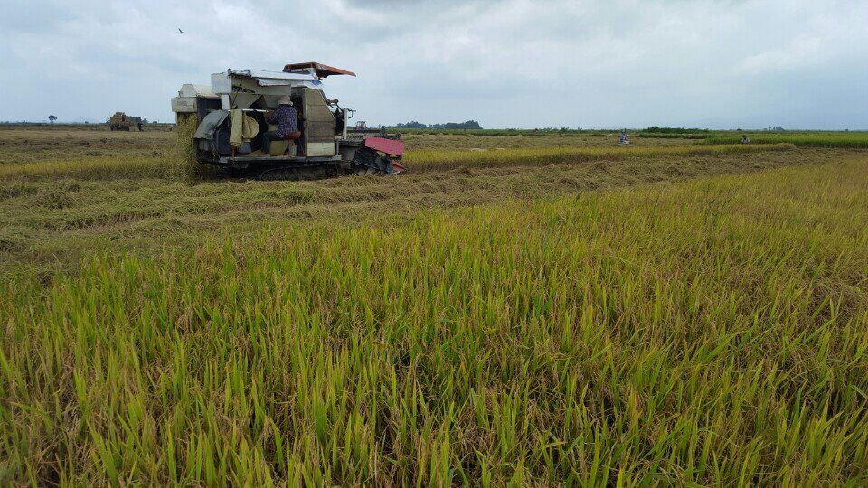Thu hoạch lúa tại HTX Dịch vụ nông nghiệp Đức Bình. Ảnh: Thành Long.
