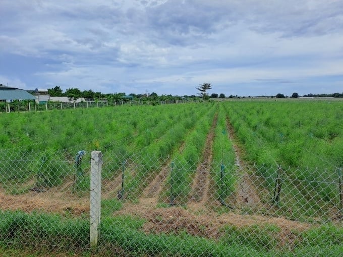 Mô hình trồng măng tây xanh theo hướng hữu cơ của Công ty Cổ phần Giống cây trồng Nha Hố từ Dự án Khuyến nông Trung ương. Ảnh: Vũ Đình Thung.