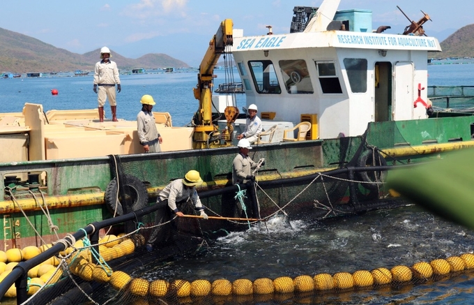 Nuôi cá chim vây vàng bằng lồng HDPE trên vịnh Vân Phong, tỉnh Khánh Hòa. Ảnh: KS.