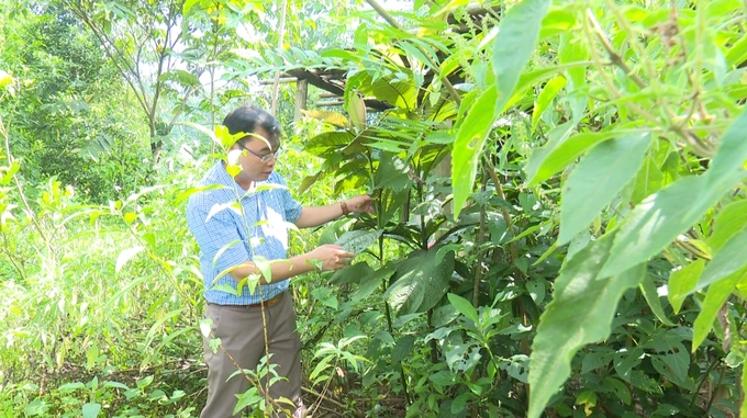 Growing medicinal plants has been specially developed by Bac Kan province. Photo: Ngoc Tu.