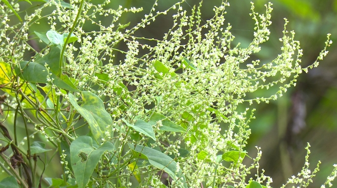 Bac Kan province has an abundant source of medicinal plants in nature. Photo: Ngoc Tu.