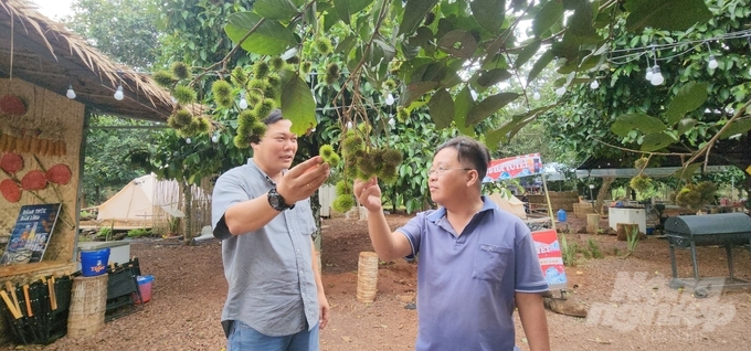 Khu du lịch sinh thái Cầu Dầu Glamping (xã Hàng Gòn, TP. Long Khánh) đang tập trung 'tân trang' vườn cây trái đón các đoàn du khách đến trải nghiệm các dịch vụ và thưởng thức trái ngon đầu mùa. Ảnh: Minh Sáng.