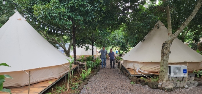 In order to better serve tourists, Cau Dau Glamping has cooperated with VietGAP fruit growers to open a model of affiliate tourism, experience tourism and stay at the orchards to attract a large number of tourists. Photo: Minh Sang.
