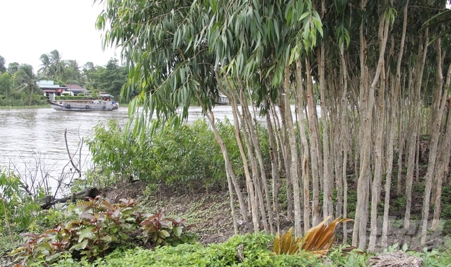 More than 100km of ecological barriers have been implemented yearly in Hau Giang province for riverbank protection, landslide prevention, and control. Photo: Kim Anh.