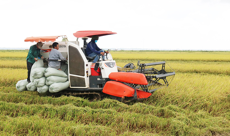 Trên cánh đồng liên kết sản xuất hữu cơ của Tổng Công ty Sông Gianh với nông dân. Ảnh: N.Tâm.