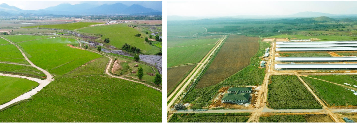 Lao Jagro super farm in Laos with a scale of up to 100,000 cows.