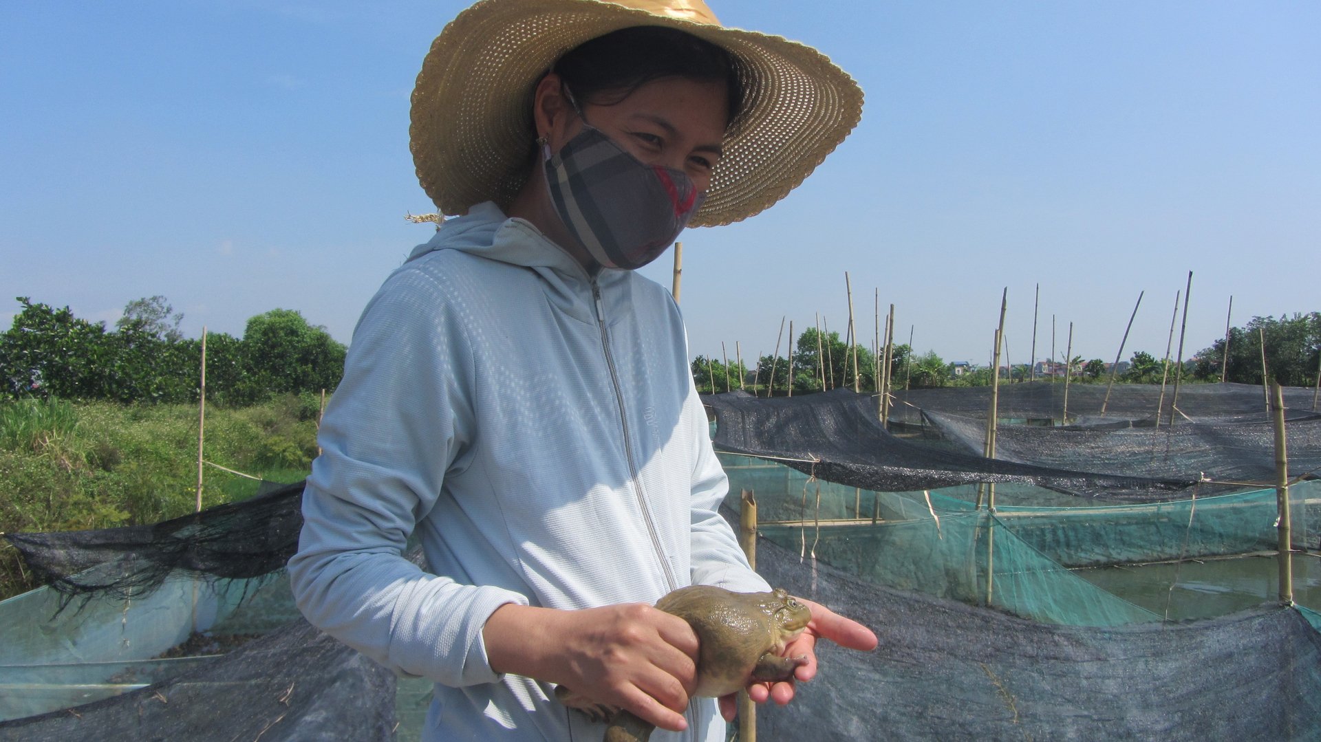 Kỹ thuật nuôi công nghiệp ếch Thái Lan Rana Rugulosa  Farmvina Nông  Nghiệp