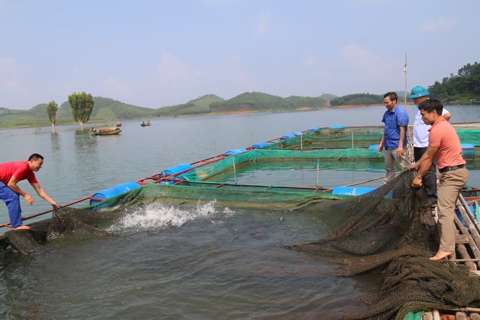 Người nuôi cá trên hồ Thác Bà phải di chuyển lồng cá tới các điểm nước sâu hơn để tránh thiệt hại. Ảnh: Thanh Tiến.