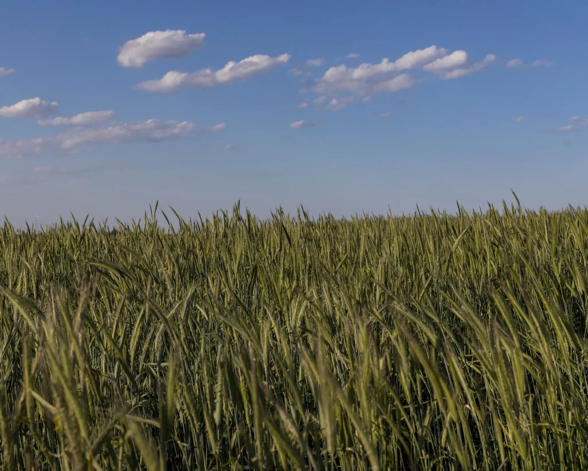 Nông nghiệp đóng góp vào khoảng 10% lượng phát thải khí nhà kính tại Mỹ. Ảnh: New York Times. 