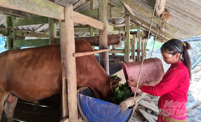 The Department of Agriculture and Rural Development of Ha Giang Province recommends people take proactive measures to prevent anthracnose disease in humans and livestock, and definitely not eat dead or sick buffalo or cows.  Photo: Dao Thanh.