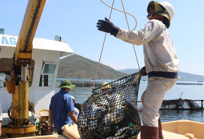 Human resources for industrial marine aquaculture are very necessary and important. Photo: KS.